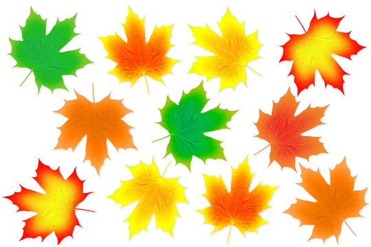 autumn fall colored leaves texture on white background for nature concept fall concept autumn concept