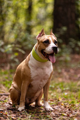 Obraz premium Red and white dog walks outdoor at summer