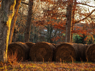 Hay Bales in Autumn