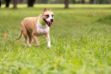 Obraz premium Red and white dog walks outdoor at summer