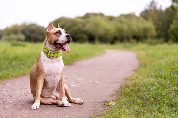Red and white dog walks outdoor at summer