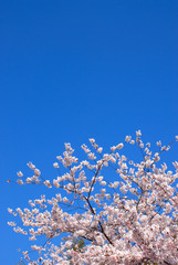 桜と青空