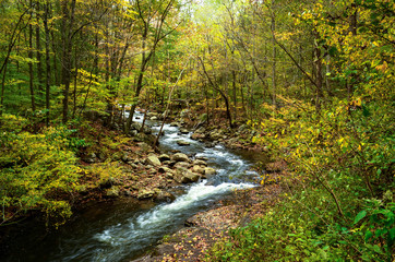Forest Woods Scenery in Autumn
