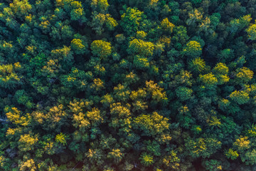 Aerial view of the forest, green background