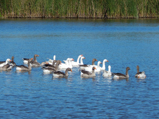 flock of geese swim in a beautiful river in a sunny summer