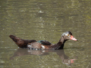 duck floating in the pond in the sunny summer