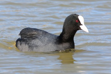 Portrait of a coot swimming  in the water