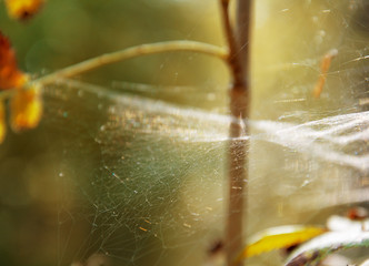 a gentle cobweb in an autumn forest