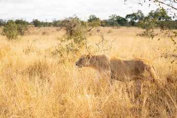 Lion is hiding in the grass during a hunt at Kruger Nationalpark, South Africa