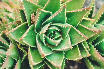 natural poster. green succulent