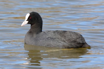 Portrait of a coot swimming  in the water