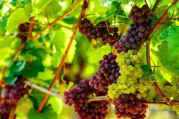 weintrauben draussen