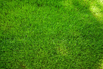 Fototapeta premium Perfectly mowed fresh garden lawn in summer. Green grass with sunspots.