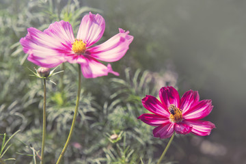 Fototapeta premium Pink cosmos flowers and bee. Flowers background.