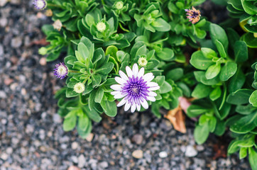 natural poster. flower