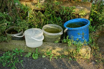 row of plastic buckets with water in green grass on the street