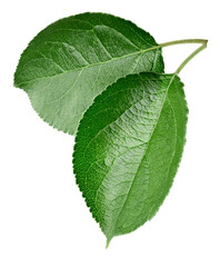 Green apple leaf isolated