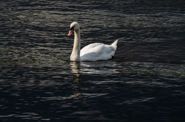 swan in black water