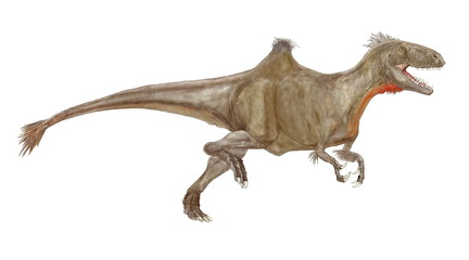 学名　コンカベナトル.。近年スペインで発見された白亜紀前期の肉食恐竜。ユニークな特徴は、腰部脊椎骨の上に駱駝のような瘤があり、鳥類に近似する種ではないにもかかわらず、前脚の一部に羽毛の痕跡が確認されている。2018年にこの画像の形に完成したオリジナルイラスト。