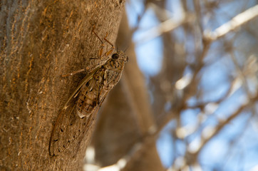 Insect on tree
