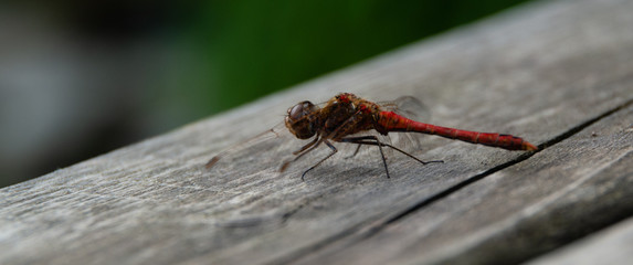 dragonfly