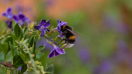 bumblebee in flower nice background