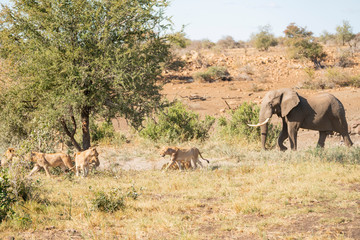 Fototapeta na wymiar Elephant scares away lion pride at Kruger Nationalpark, South Africa