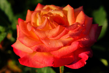 Beautiful Macro Roses leaves in beautiful shapes