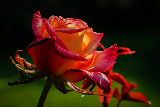 Beautiful Macro Roses leaves in beautiful shapes