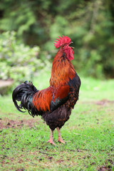 A rooster crowing in the grass
