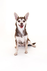 Chihuahua smiling with ears sticking up on a white background