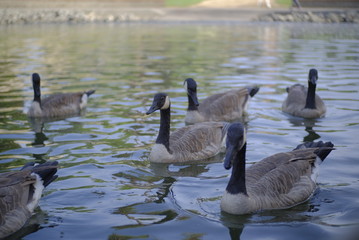 Gaggle of Swans