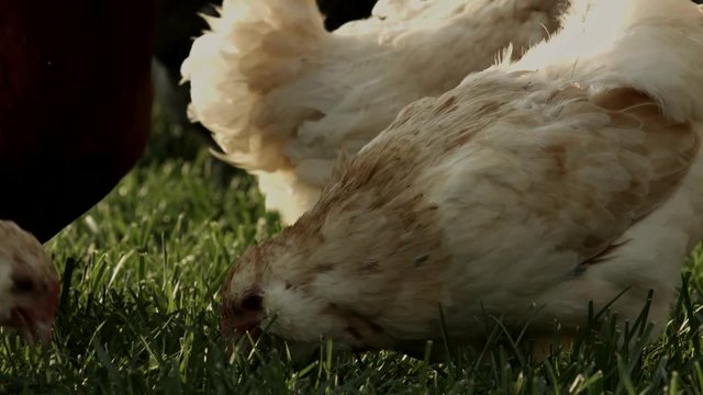 Ameraucana Breed Chicken 1