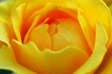 Beautiful Yellow Rose in Macro Closeup shot