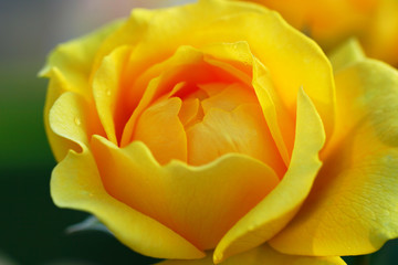 Beautiful Yellow Rose in Macro Closeup shot