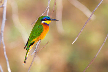 Obraz premium Blue-breasted bee-eater in Lake Langano in Ethiopia
