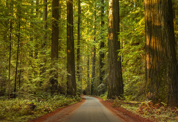 Avenue of the Giants Humboldt Redwoods State Park California, USA