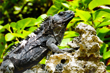 iguana on rock