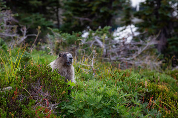 Fototapeta premium Large Marmot eating grass. Taken in Garibaldi Provincial Park, BC, Canada.
