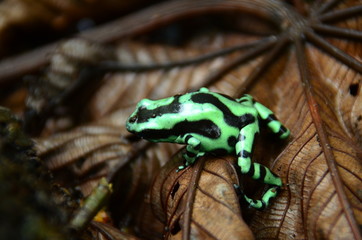 grüner Pfeilgiftfrosch - Costa Rica