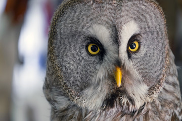 Portrait of an owl close-up, night predator