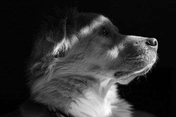 Dog Portrait b&w 