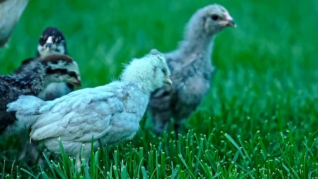 Chicken and Chick Production of Ameraucana 1