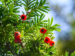 Europäische Eibe (Taxus baccata) Arillus Eibenbeeren Eibenfrüchte Samen | European Yew