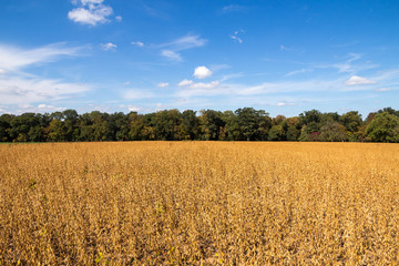 Sojaanbau in Baden-Württemberg - Sojafeld am Waldrand im Frühherbst (Glycine max) soy field in Germany