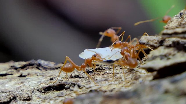 Red ant (Oecophylla smaragdina Fabricius) carrying food on tree in tropical rain forest. 
