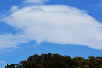 Autumn scenery background / Blue sky and white clouds
