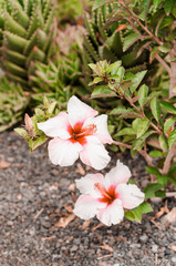 natural poster. white hibiscus
