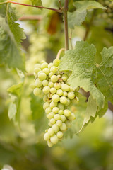 A bunch of green grapes hanging on a vine in a garden