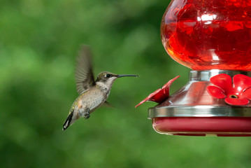 hummingbird in flight